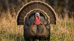 Kde sú morčacie vajcia? Prečo je takmer nemožné ich nájsť v predaji?