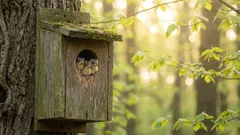Chceli sme pomôcť vtákom, ale dopadlo to naopak: najnebezpečnejšie chyby pri stavbe vtáčieho domčeka