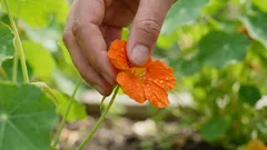 Tento kvet zo záhrady sa dá jesť – a je naozaj chutný.