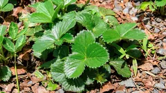 Ako rozmnožovať jahody bez presádzania a s takmer 100% úspešnosťou