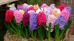 Hyacint v črepníku: ako správne ochladiť cibuľku a dosiahnuť ideálne kvitnutie