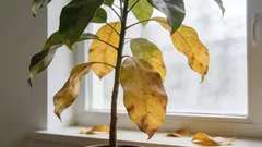 Prečo rastlina zhadzuje listy? Ako za 1 minútu zistiť skutočnú príčinu