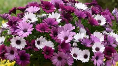 Africká sedmokráska bude zdobiť balkón až do prvých mrazov – ako pestovať osteospermum