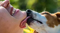 Naozaj psie sliny hojia? Čo sa v skutočnosti deje s ranou?